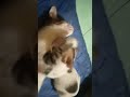 #kucinglucu #kucing #cat #fypppppppp