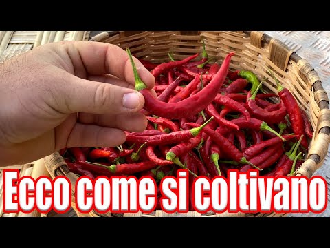 Video: Informazioni sui peperoni di montagna - Scopri come coltivare i peperoni di montagna Drimys