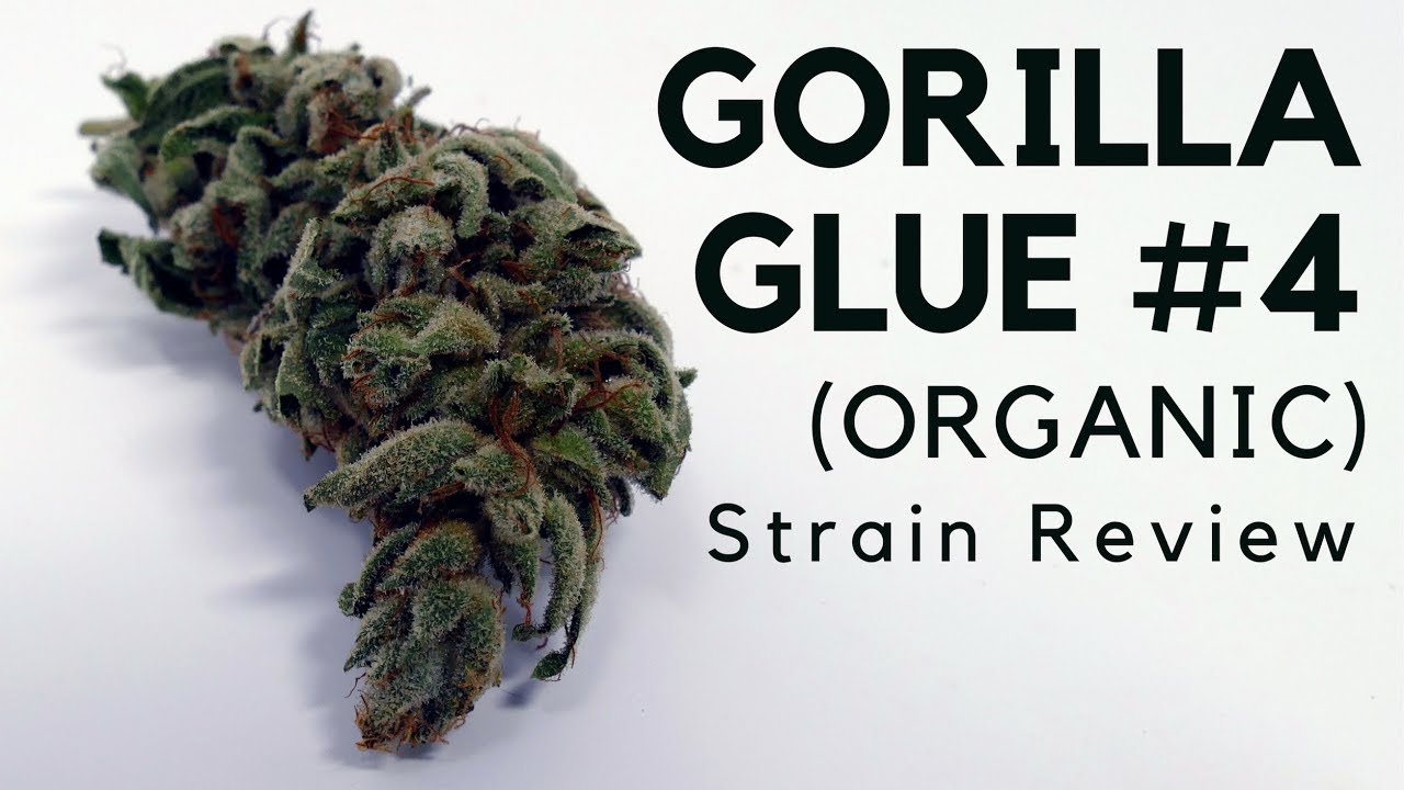 Gorilla Glue #4 (Organic) Cannabis Strain Information & Review - YouTub...