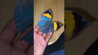 Indian Oak Leaf butterfly butterfly butterflies viral viralshorts shortsfeed cute animals