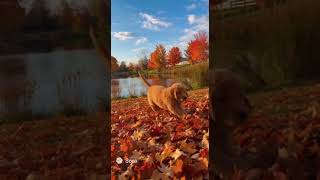 Puppy playtime #OpenAISora #AIVideo #Natureai #aiart
