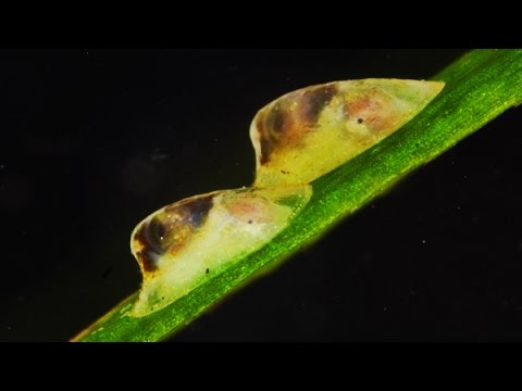 Freshwater Limpet - Ferrissia (Pettancylus) clessiniana [HD] - YouTube