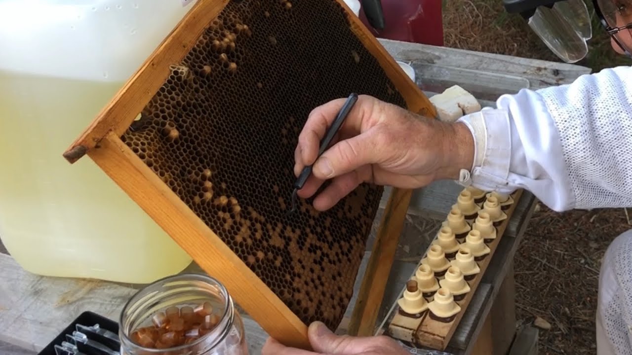 Apiculture 2022 Élevage de Reines avec Starter Fermé