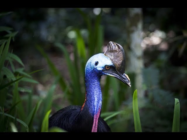 World's Weirdest Bird Sounds - Part One class=