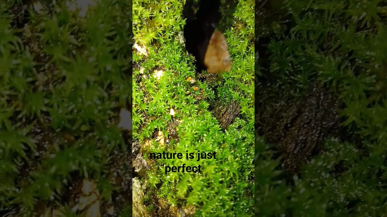 isn't nature just perfect 