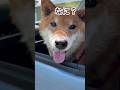 ’26.5.5 力丸の黒ひげ… #柴犬 #shibainu #柴犬のいる暮らし #柴犬の日常 #車中泊犬 #カメラ目線 #力丸