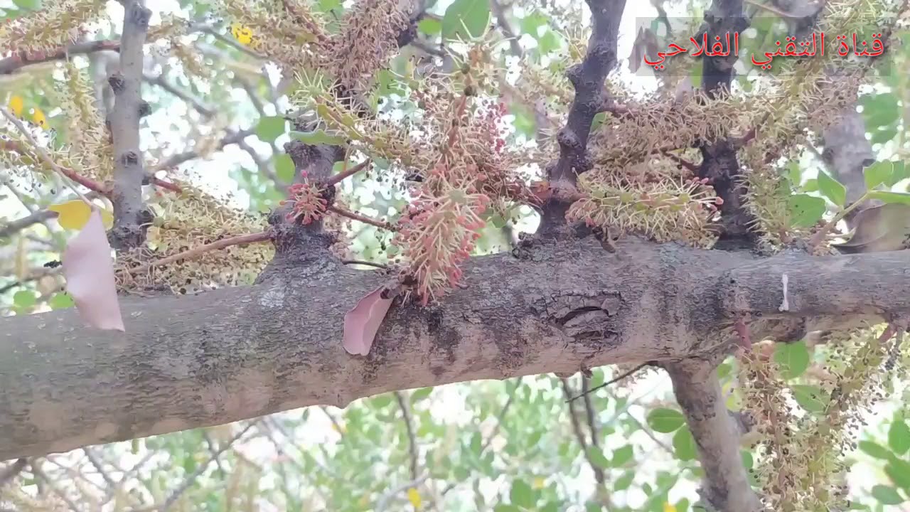 سروح النحل على اشجار الخروب