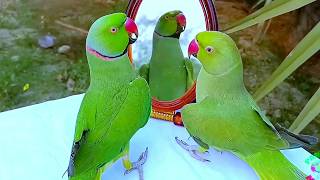 Funny Parrot Talking To Mirror