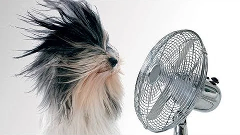 O que pode acontecer a um cão com o calor?
