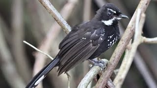 Download Lagu kipasan semak hitam, suara berupa nyanyian deting metalik yang tinggi MP3