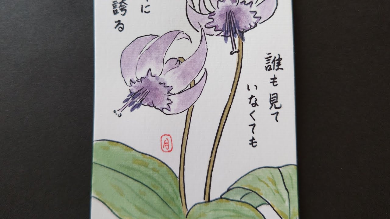 絵手紙始めました 44 カタクリの花 picture letter 44 dogtooth violet