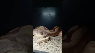 Sterling Boa Breedings 2023 Net Worth