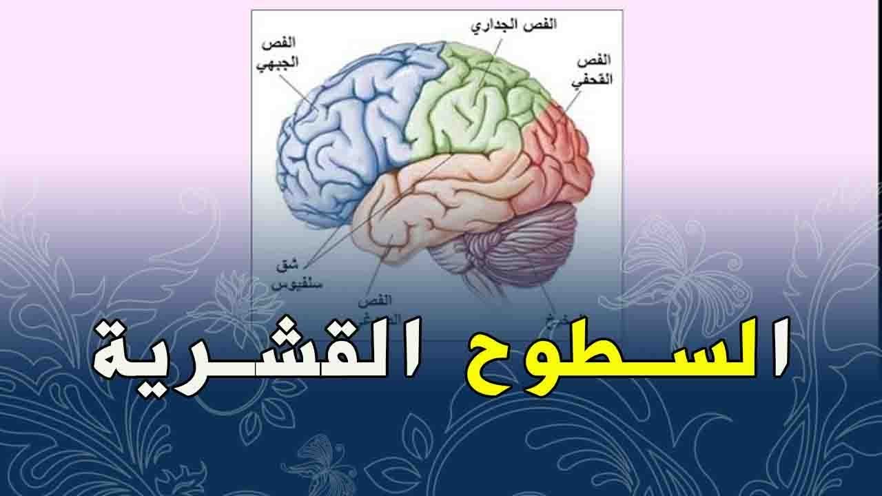الدرس 14:علوم طبيعية الرابعة متوسط السطوح القشرية عوشت للعلوم