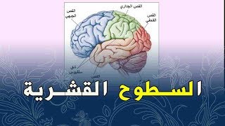 الدرس 14:علوم طبيعية الرابعة متوسط السطوح القشرية عوشت للعلوم