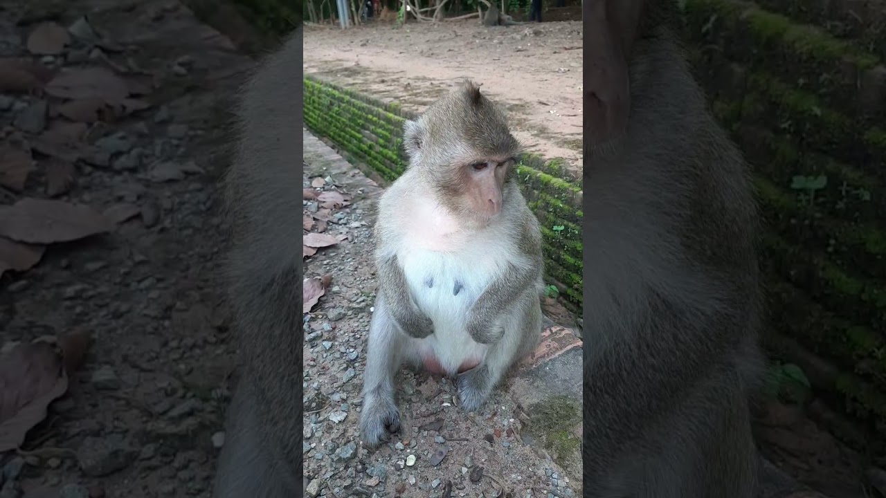 Monkey Ginger 🐵🐵🐵