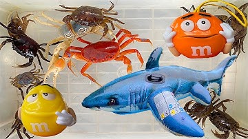 Kem Ốc Chanel và cua khổng lồ cắp con cá mập mẹ, cá mập con, cứu con mèo, con vịt. Ăn Snack Doreamon