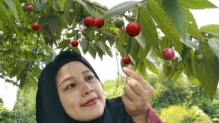 Panen buah Kersen di pinggir jl untuk bikin selai yg nikmat.