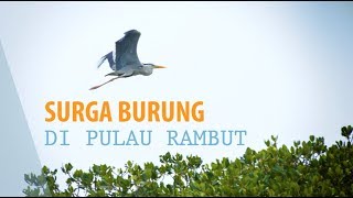 Menelusuri Pulau Rambut, Surga Burung di Utara Ibu Kota