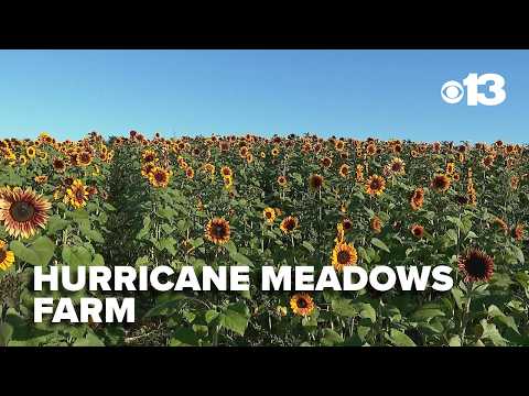 Hurricane Meadows Sunflower Festival brings fall fun to Falmouth