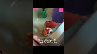 catrescue Homeless Cat Asks For Help cat catsoftiktok rescue pet animals 
