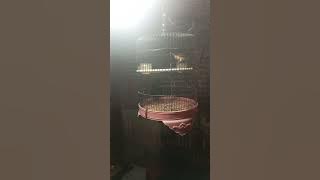 pertanda kalau burung cendet merasa terancam tapi cocok juga buat suara pikat