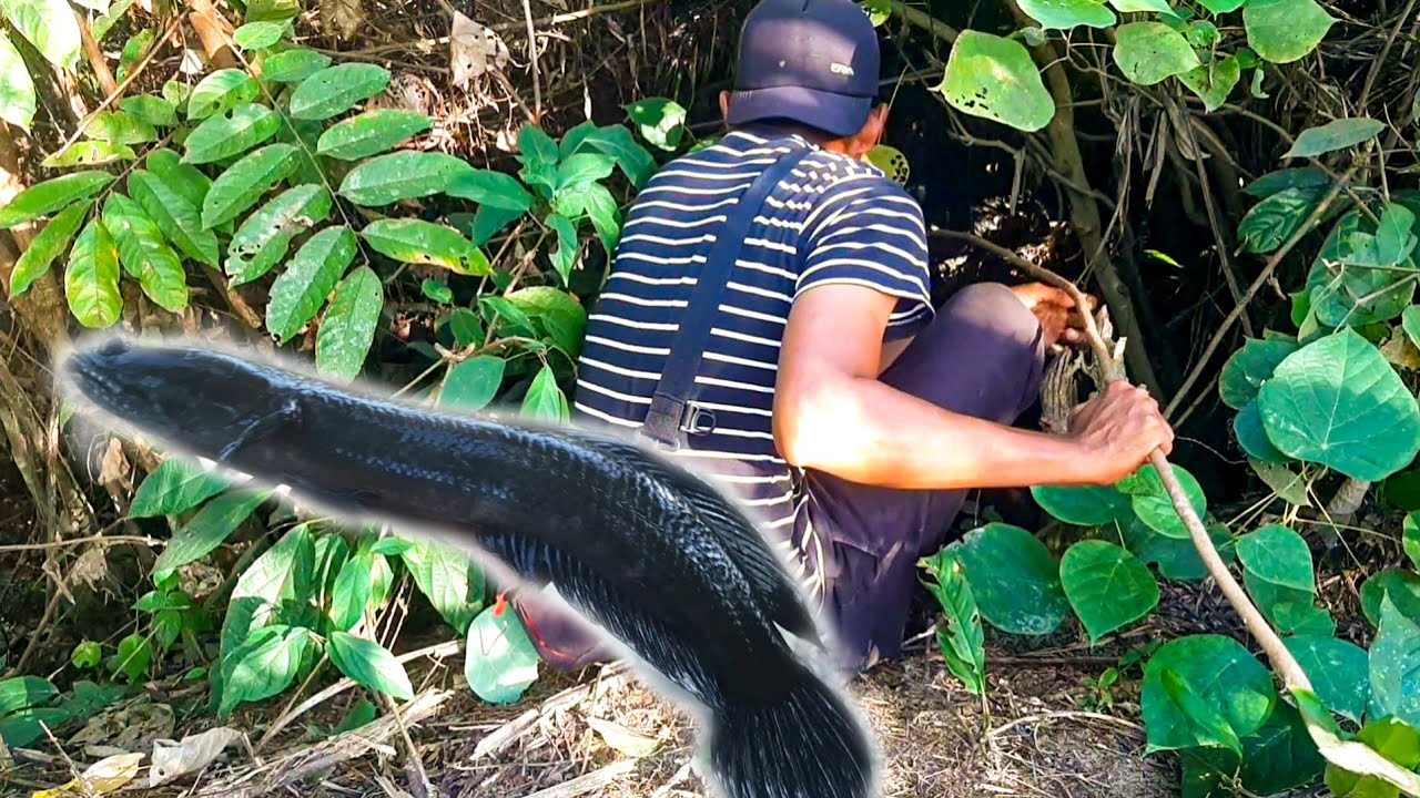 Rare Snake Fish Fishing for RARE Snakehead at Small River !!! - YouTube