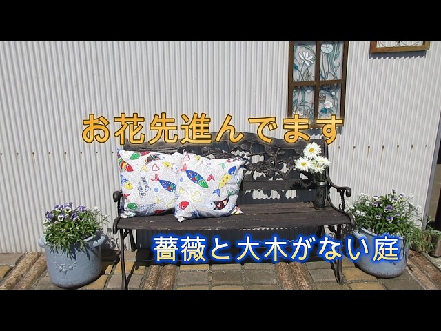 パンジーが大賑わいです - YouTube