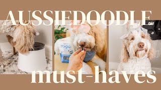 Everything You Need for Your Aussiedoodle | Torey Noora