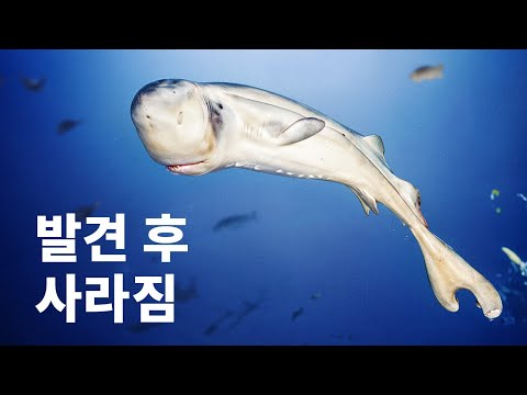 한 번만 발견된 종