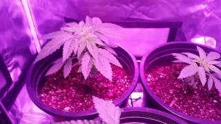MY FIRST GROW PT: 7| DAY 31: MINOR INJURIES
