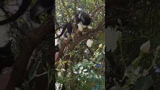 Come I'll Teach You How To Climb A Tree #funny #pets #climber #climbwalls #tending #bestfeed #cute