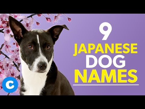 9-japanese-dog-names-|-chewy