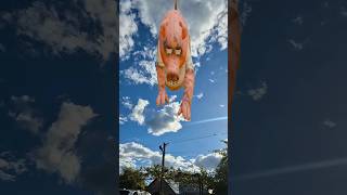 Hungry Pig is coming #funny #shortsvideo