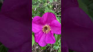 🇩🇰🌸 Exploring Denmark's Nature 🦋✨ | Unknown Beautiful Flowers 💐😍 | Vibes With Senuth ❤️ #dk #flowers