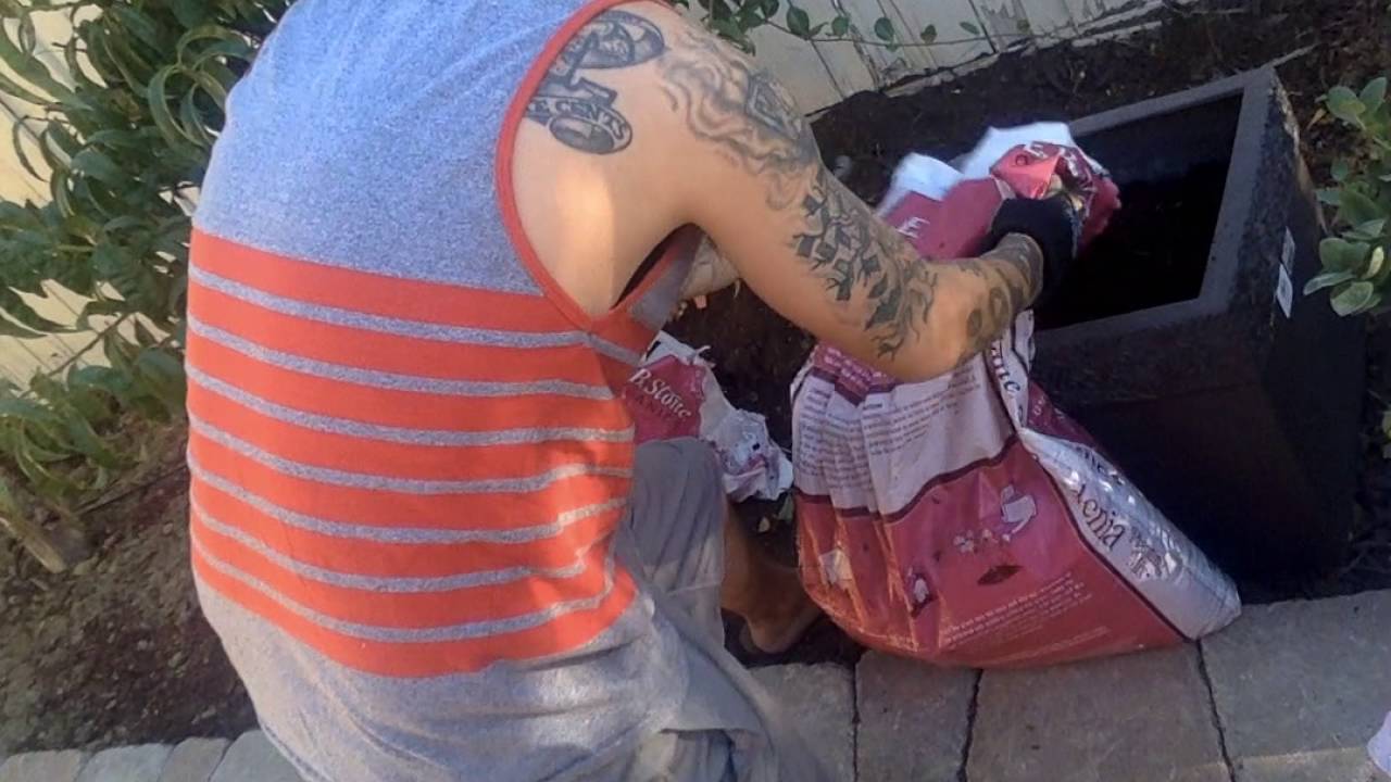 Blueberry Planting Guide Part 1