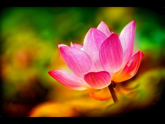 demo | ◆ ♫ ✧-AMV】Visualizer + [Xanitsage - ...HELD BETWEEN HER LEGS  | Official Audio]