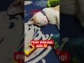 menselidik kucing tidor 🐱 #cat #kucing #mewers #kucinglucu #catlove #funny