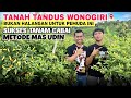 Petani muda sukses tanam cabai metode mas udin  cerita tanah tandus wonogiri tanaman tanpa bule