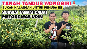 PETANI MUDA SUKSES TANAM CABAI METODE MAS UDIN | CERITA TANAH  WONOGIRI TANAMAN TANPA BULE