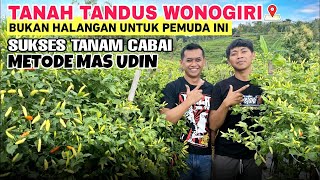 PETANI MUDA SUKSES TANAM CABAI METODE MAS UDIN | CERITA TANAH TANDUS WONOGIRI TANAMAN TANPA BULE