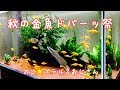秋の金魚ドバーッ祭 ポリ☆プテルスおじさん
