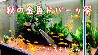 秋の金魚ドバーッ祭 ポリ☆プテルスおじさん