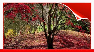 Famous Best Maple Trees For Fall Color 🛋️ Wealth