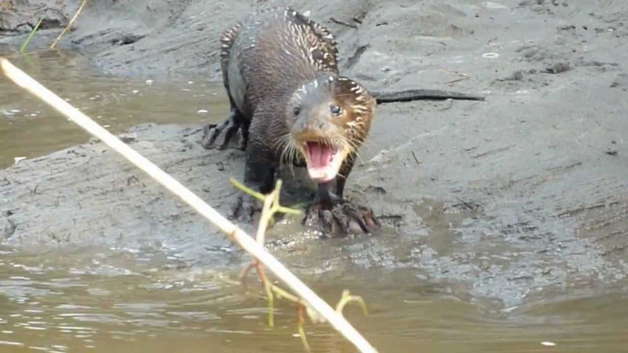 Giant Otter of the Amazon being noisy