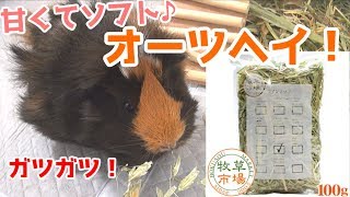 甘い牧草！？オーツヘイにもるちゃん大喜び！【モルモット】　My guinea pig loves sweet Oat Hay.