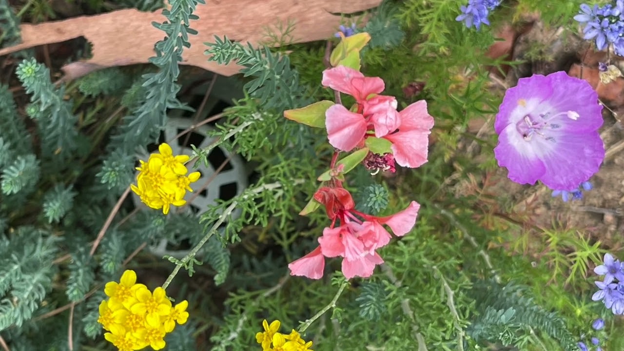Winter & Spring in Cal Native Plant Garden (in a year of drought)