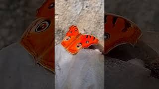 Peacock Pansy ||Junonia almana javana #shorts #butterfly  #discoveranipets