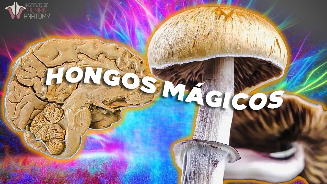 ¿Qué hace la Psilocibina en el cerebro?