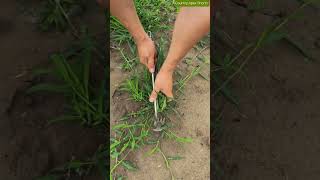 🌿 Weed Root Extraction: Curved Claw Tool Pulls Embedded Grass From Soil 🌿 Weed Root Extraction: Curved Claw Tool Pulls Embedded Grass From Soil