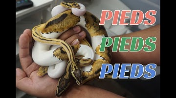 PIEDS, PIEDS, & PIED COMBOS- BALL PYTHON MORPHS